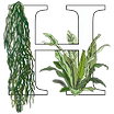 white  h color plants no circle.png