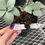 Thumbnail: Helleborus 'Ivory Prince' Christmas Rose