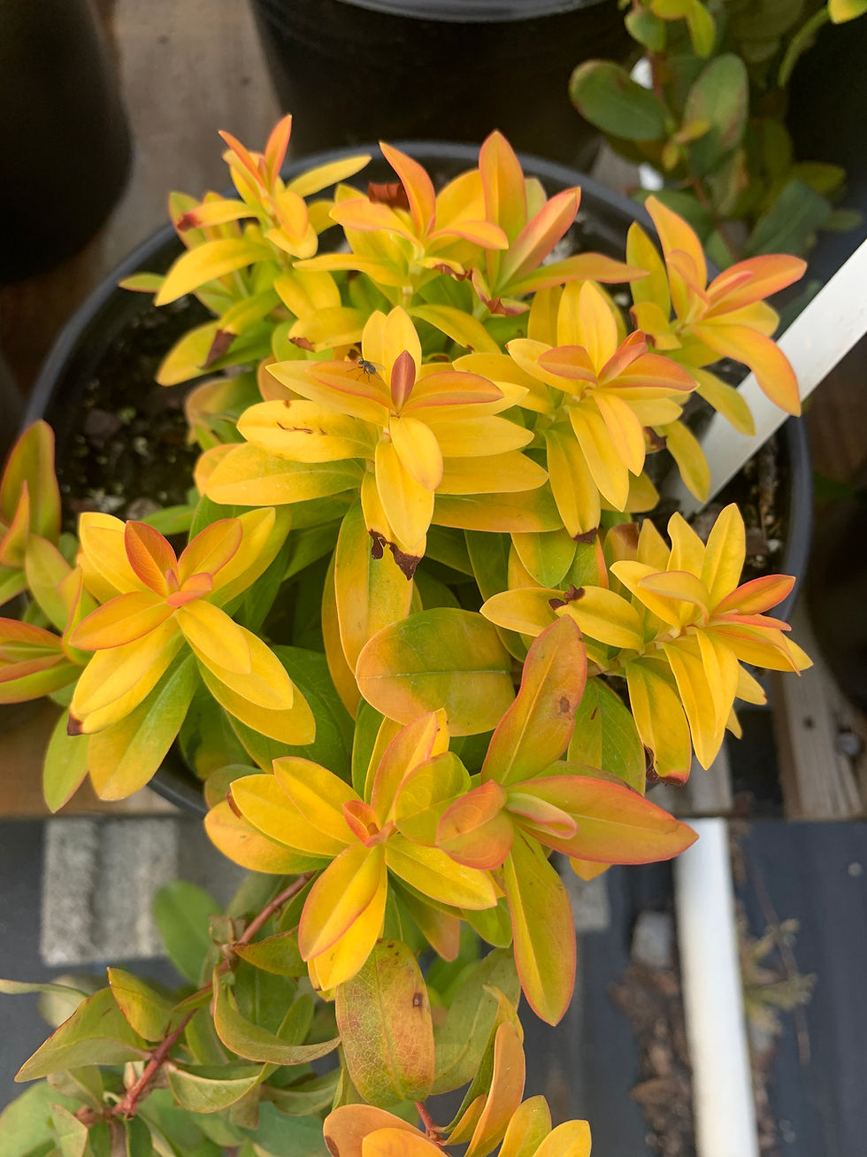 Thumbnail: Aaron's Beard Hypericum 'Brigadoon'