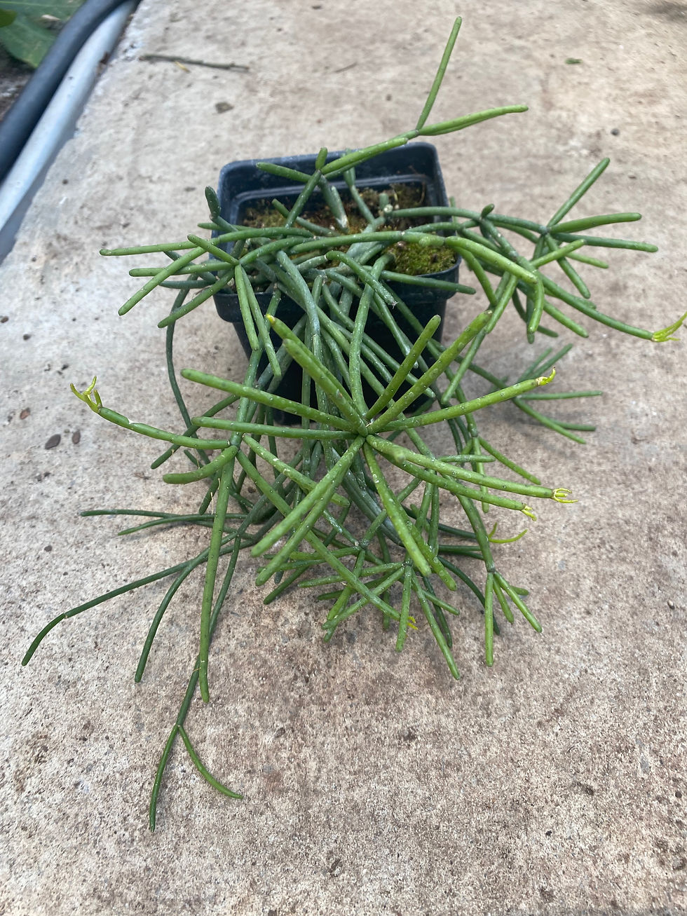 Thumbnail: Rhipsalis teres ssp. heteroclada