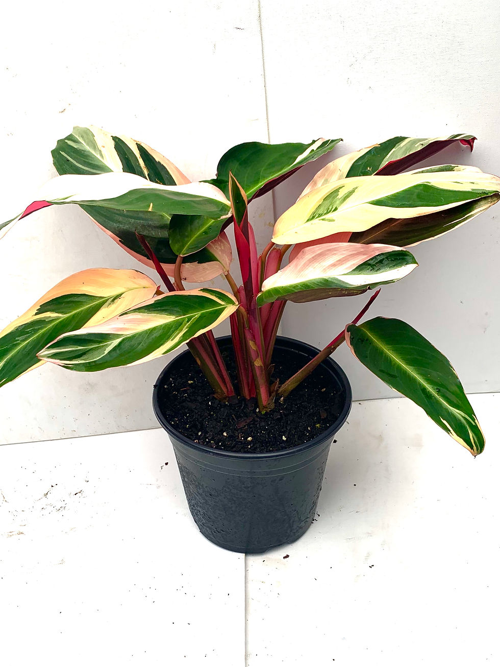 Thumbnail: Stromanthes sanguinea 'Prayer Plant'