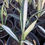 Thumbnail: Sansevieria 'Margarita Magic'