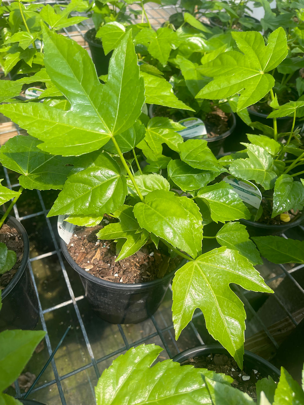Thumbnail: Fatsia japonica - 1 or 3 Gallon