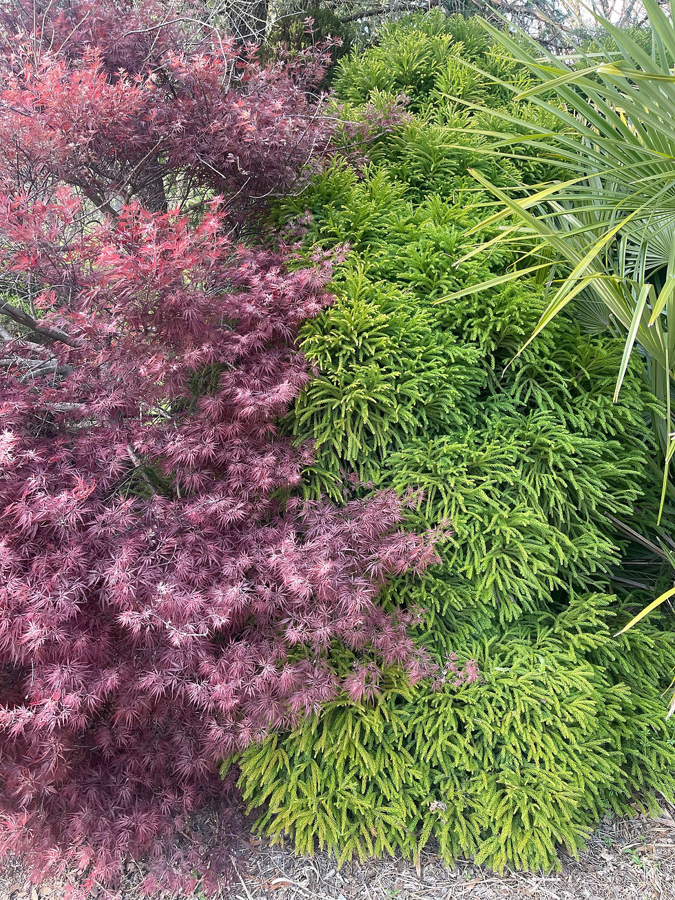 Thumbnail: Cryptomeria japonica 'Globosa Nana'