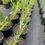 Thumbnail: Iris ensata 'Lion King'