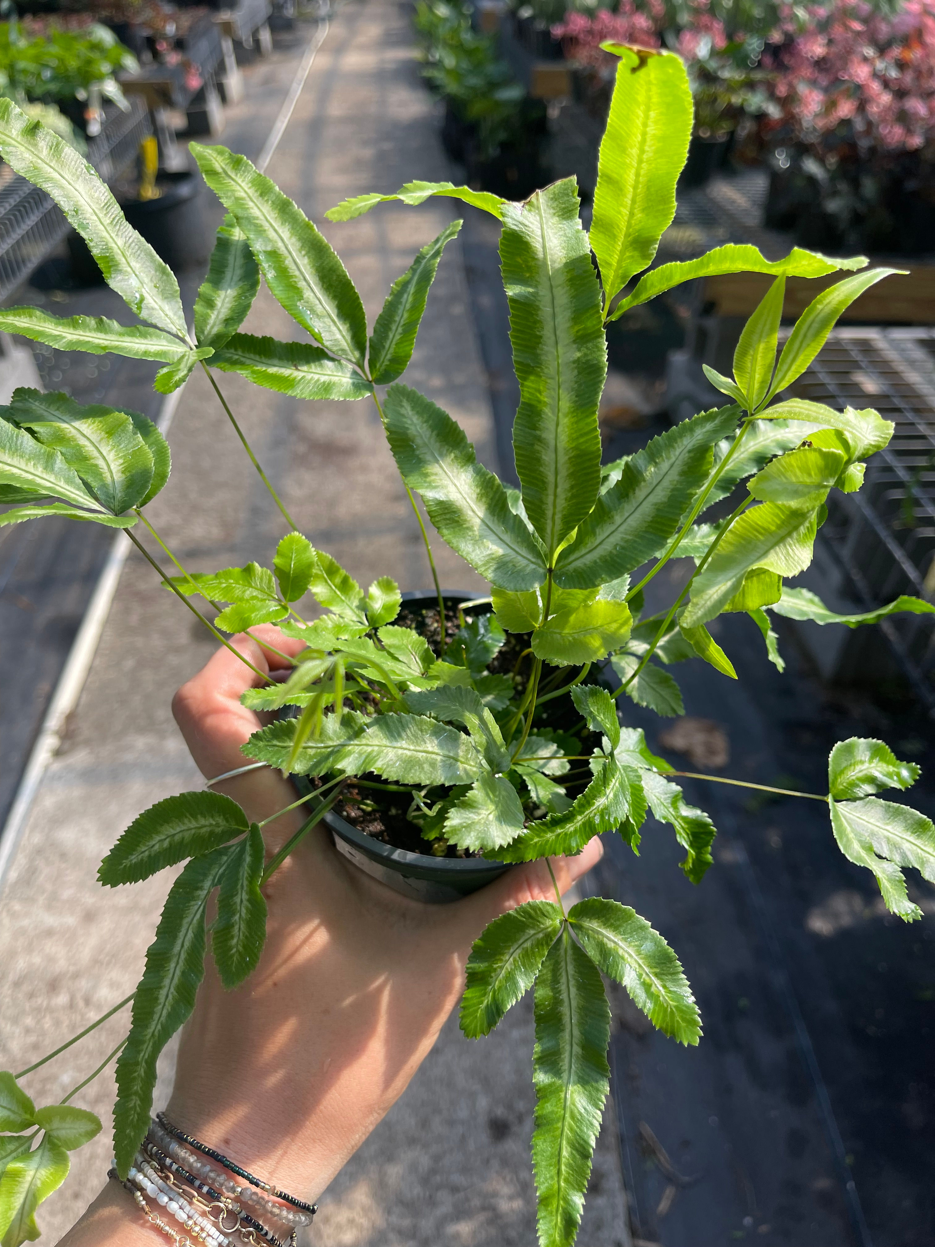 Pteris 'Silver Ribbon' Fern - 4"