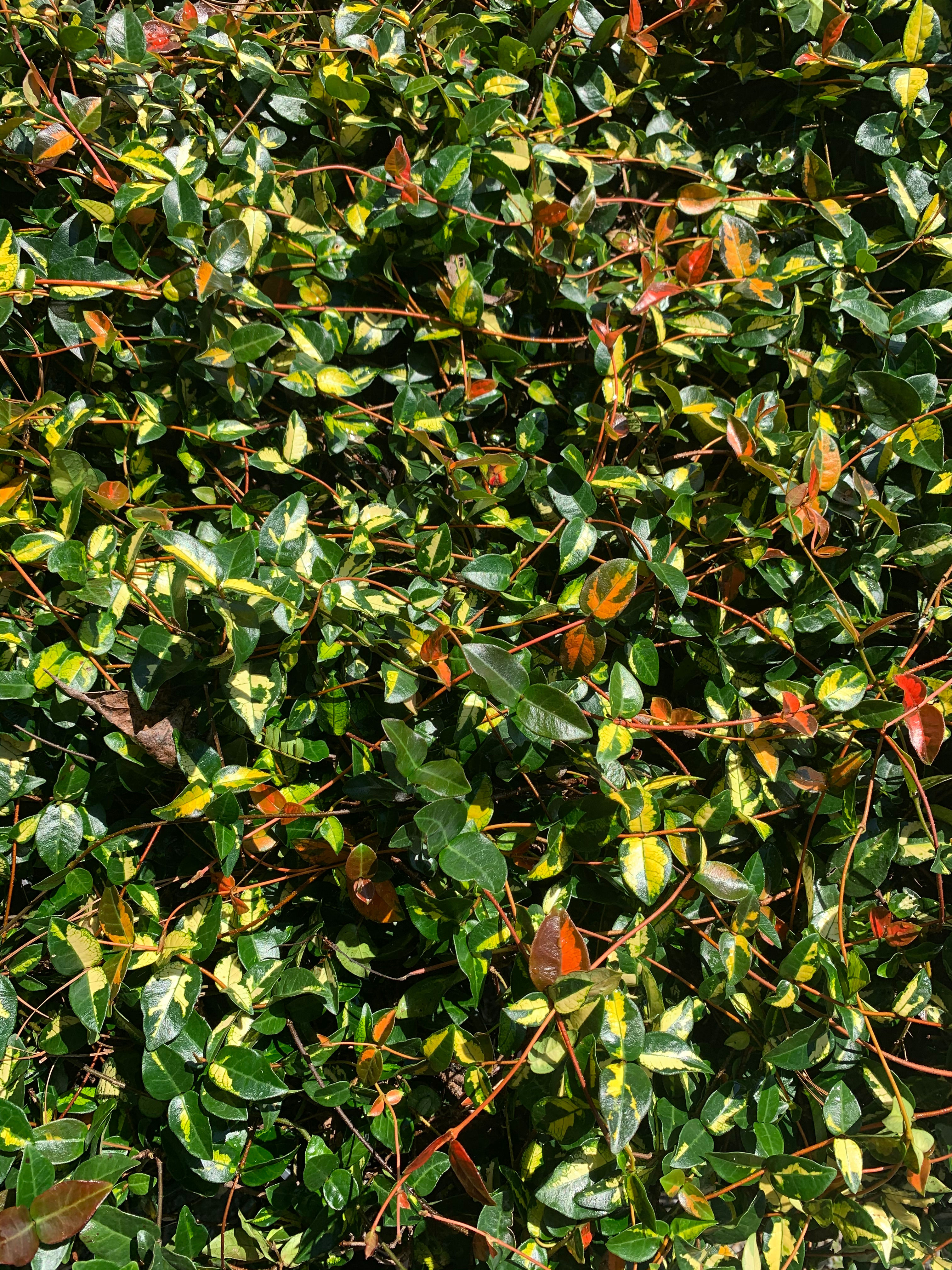 Asiatic Jasmine Vine 'Summer Sunset'