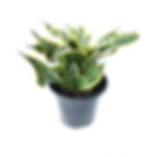 Sansevieria 'Twisted Sister'