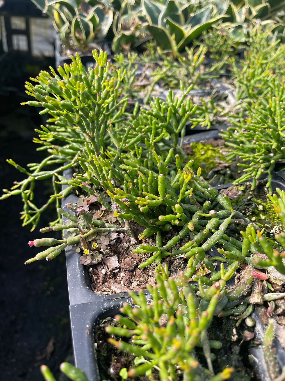 Thumbnail: Hatiora salicornioides 'Drunkards Dream' Starter Plants