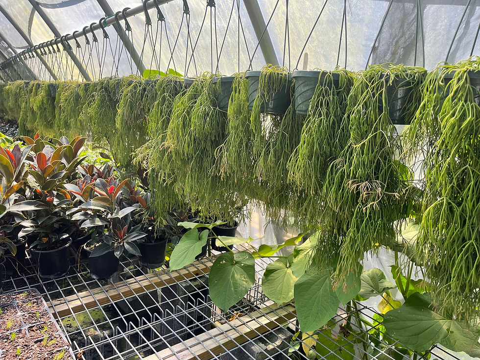 Thumbnail: Rhipsalis capilliformis 'Old Man's Beard'
