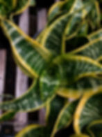 Thumbnail: Sansevieria 'Twisted Sister'