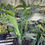 Thumbnail: White Bird of Paradise