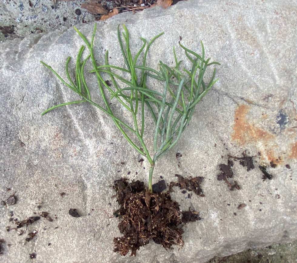 Thumbnail: Rhipsalis aurea