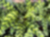 A Rattlesnake Calathea (Calathea lancifolia) displays its distinctive wavy green leaves patterned with dark green blotches and purple undersides, indicative of its common name, nestled closely together.