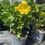 Thumbnail: Hibiscus Bush, Yellow Flower - 3 Gallon