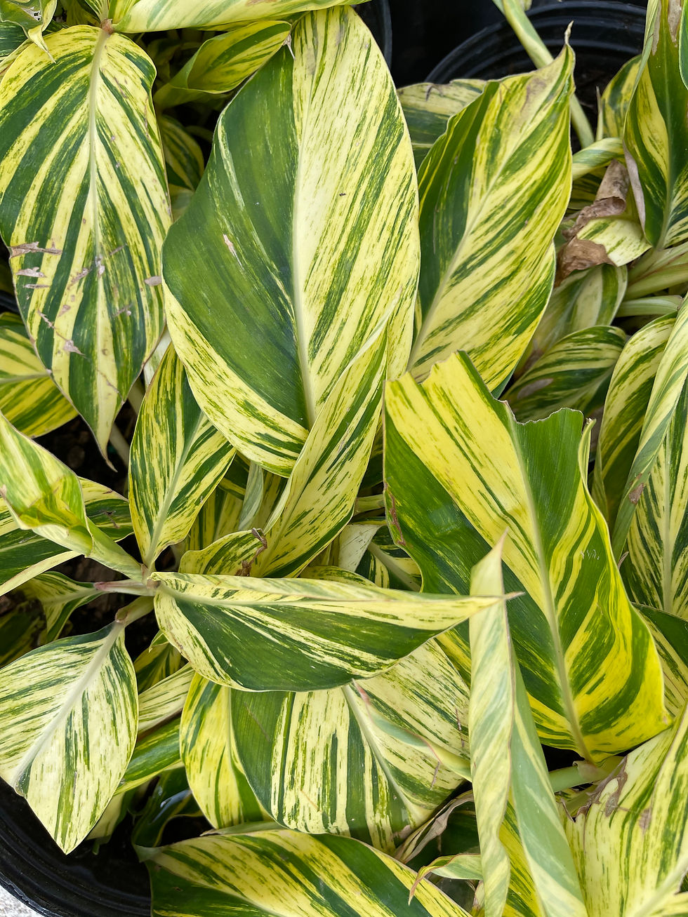 Thumbnail: Variegated Ginger Shell Plant - 3 Gallon
