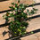 Thumbnail: Asiatic Jasmine Vine 'Summer Sunset'