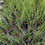Thumbnail: Juncus patens 'Blue Arrow'