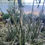 Thumbnail: Rhipsalis dissimilis