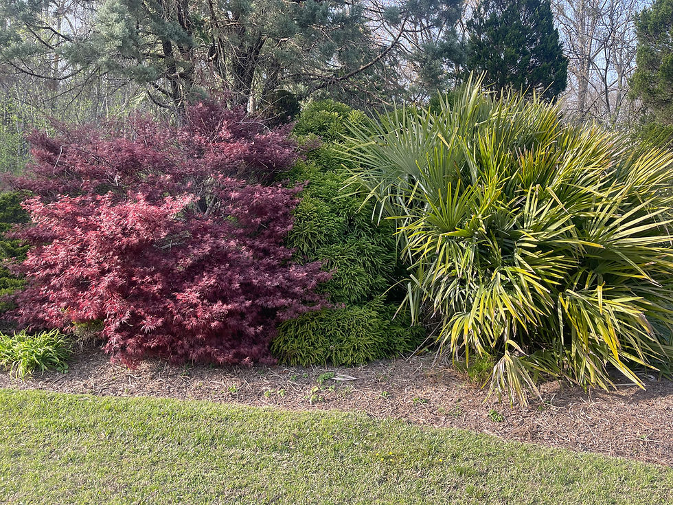 Thumbnail: Windmill Palm - 3 Gallon