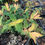 Thumbnail: Hypericum 'Stardust' St. Johns Wort