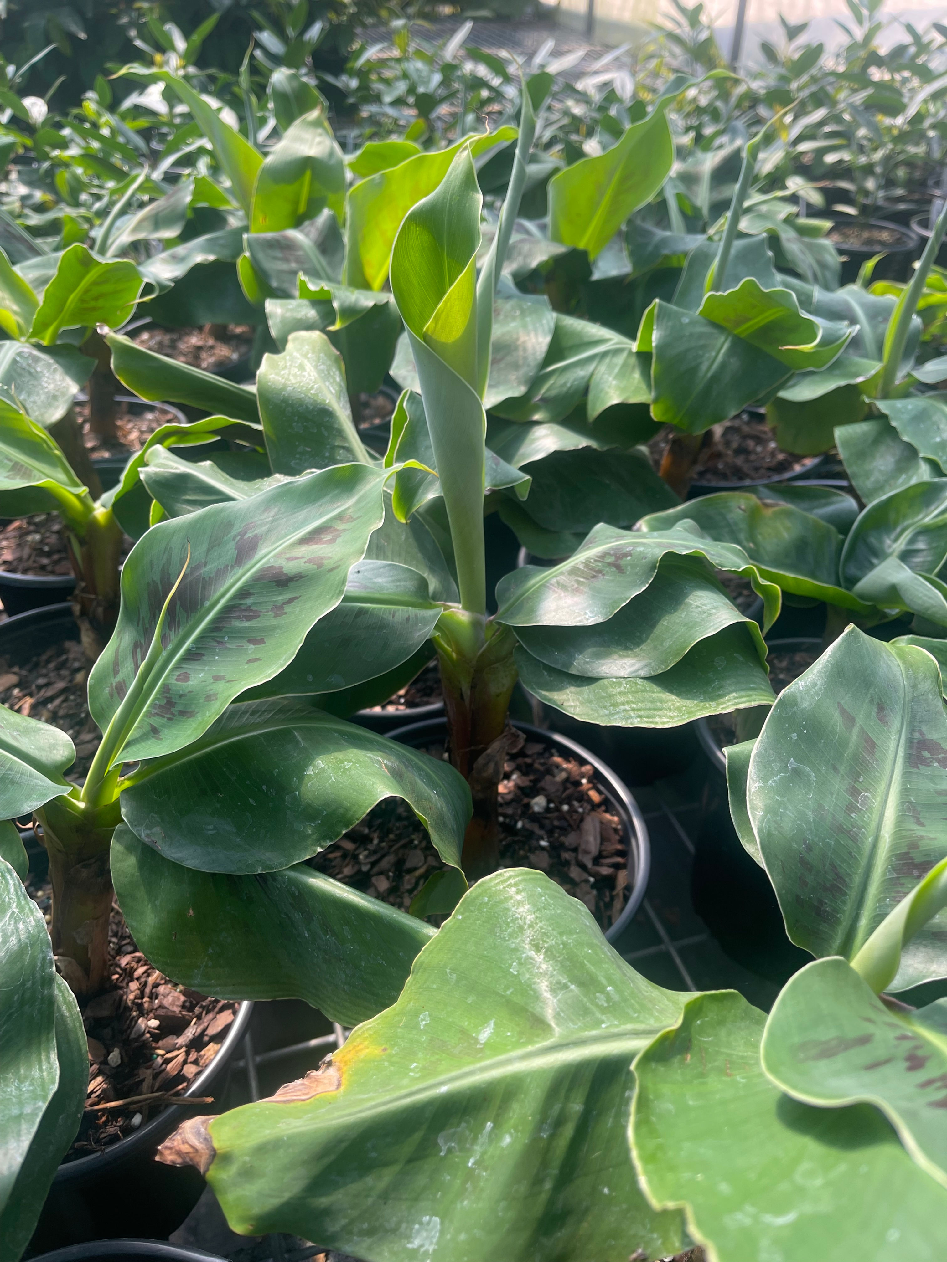 Dwarf Banana 'Paquito' - 1 Gallon