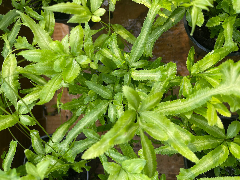Thumbnail: Pteris 'Variegated Club Foot' Fern - 4"