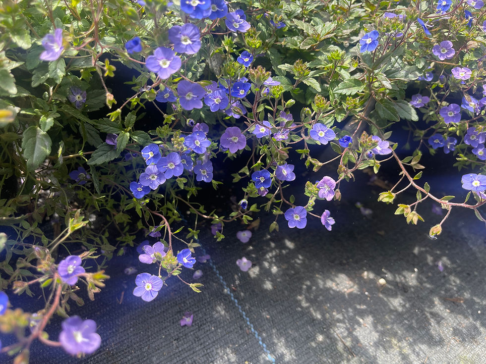 Thumbnail: Veronica 'Georgia Blue' - 1 Gallon