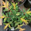 Thumbnail: Hypericum 'Stardust' St. Johns Wort