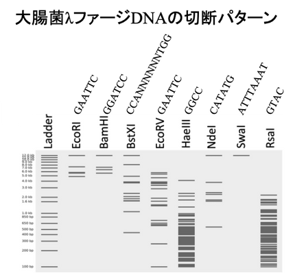 2026年度生化学川柳第十週目優秀川柳賞/2026Biochemistry Haiku prize week10