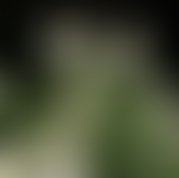 When to Prune Hydrangeas