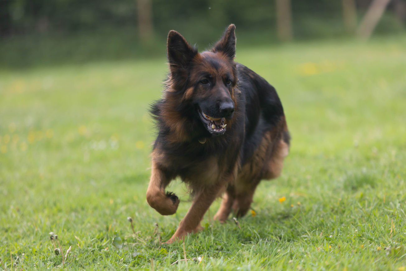 Priestlands Dogs-144.jpeg