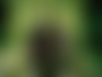 Green Day detalha reedição épica e documentário inédito que celebra os 20 anos de American Idiot