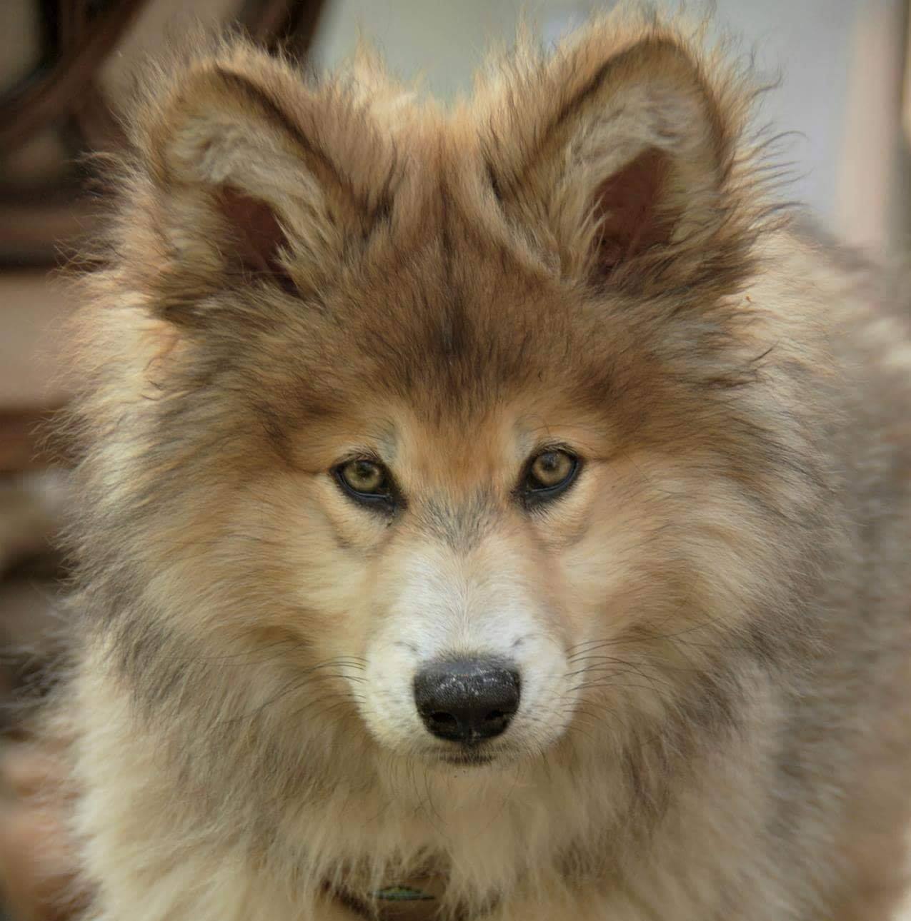 native american shepherd puppies