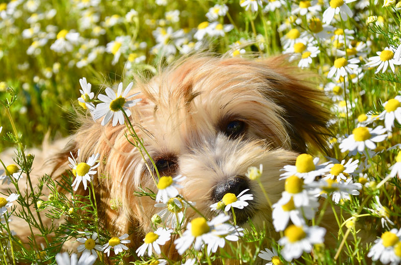 jaclou-dl-havanese-7090054.jpg