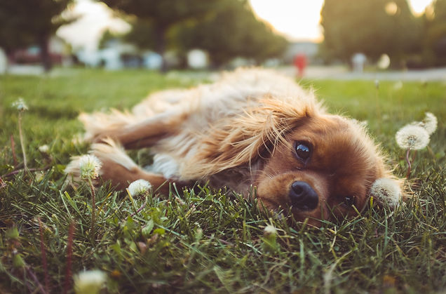 stocksnap-dog-2604311.jpg