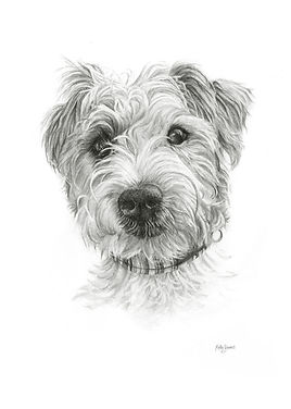 Pencil drawing of a Parson Russell Terrier - pet portrait - dog portrait