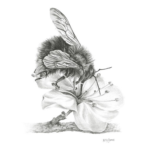 Pencil drawing of a bumblebee.