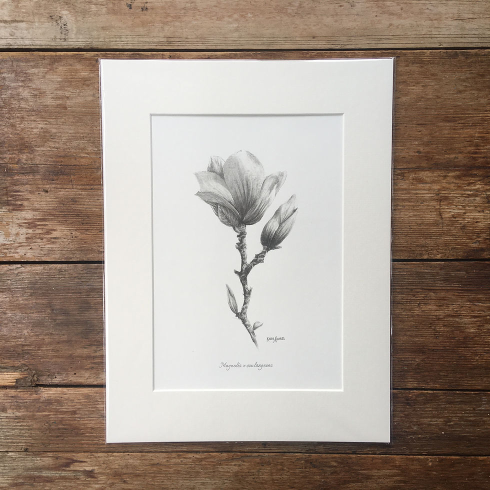 Thumbnail: Mounted print of a pencil drawing of magnolia blossom.