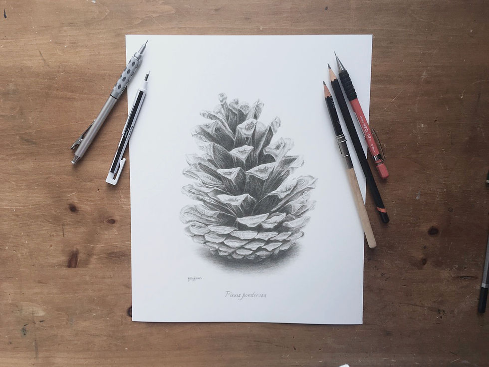 Thumbnail: Botanical pencil drawing of ponderosa pine cone with pencils. 