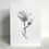 Thumbnail: Botanical pencil drawing of magnolia blossom in springtime on a greeting card.