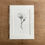 Thumbnail: Mounted print of a pencil drawing of magnolia blossom.