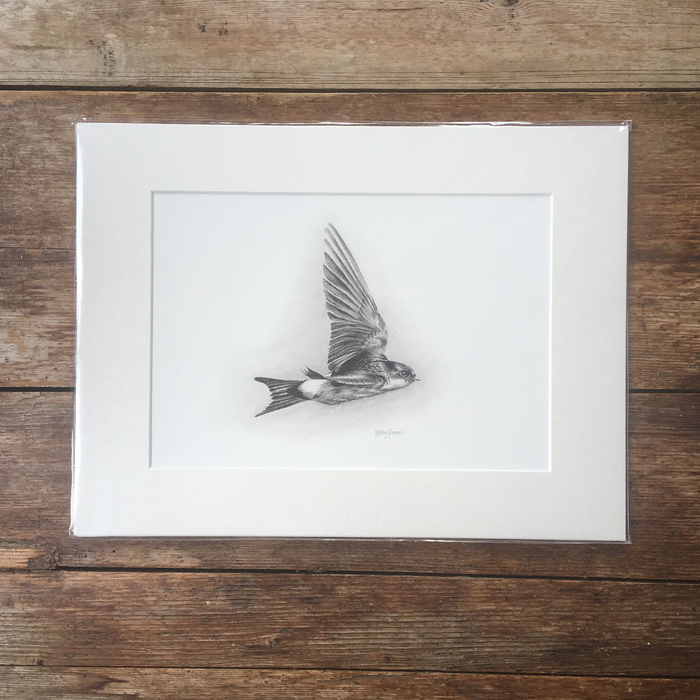 Thumbnail: Mounted print of a pencil drawing of a house martin bird.