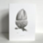 Pencil drawing of an acorn on a greeting card.