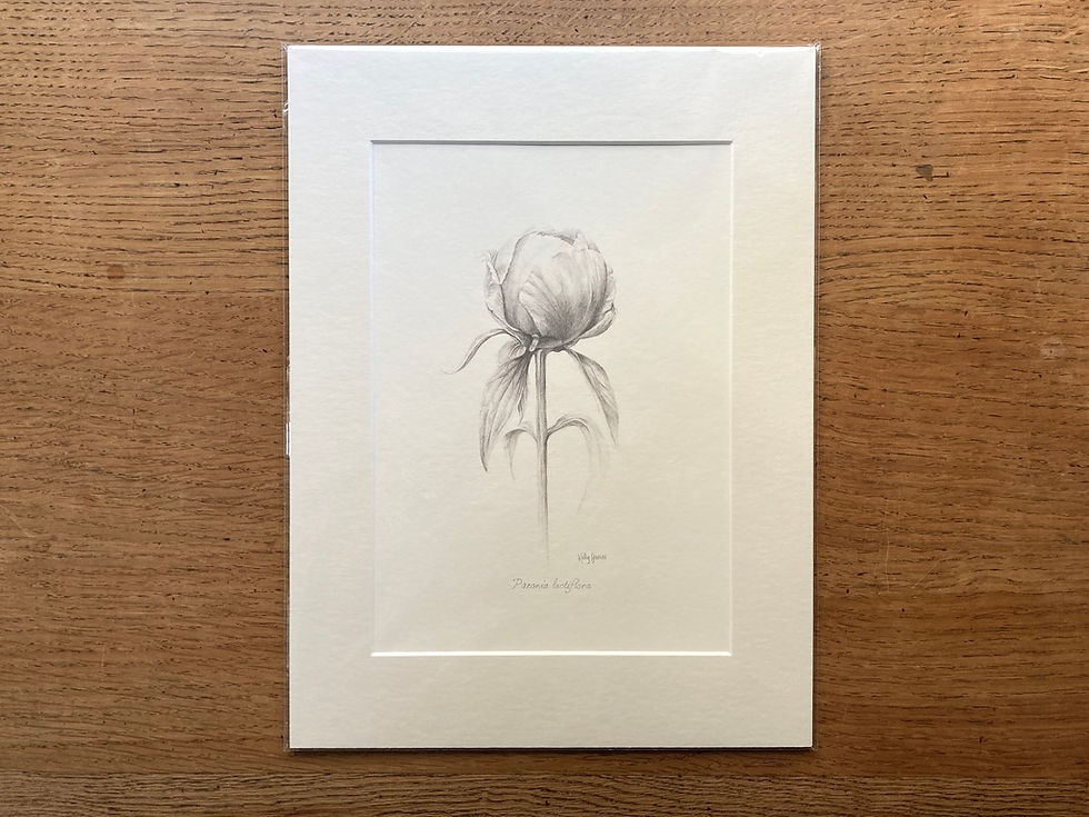 Thumbnail: Peony Bud Pencil Drawing | Mounted Giclée Print