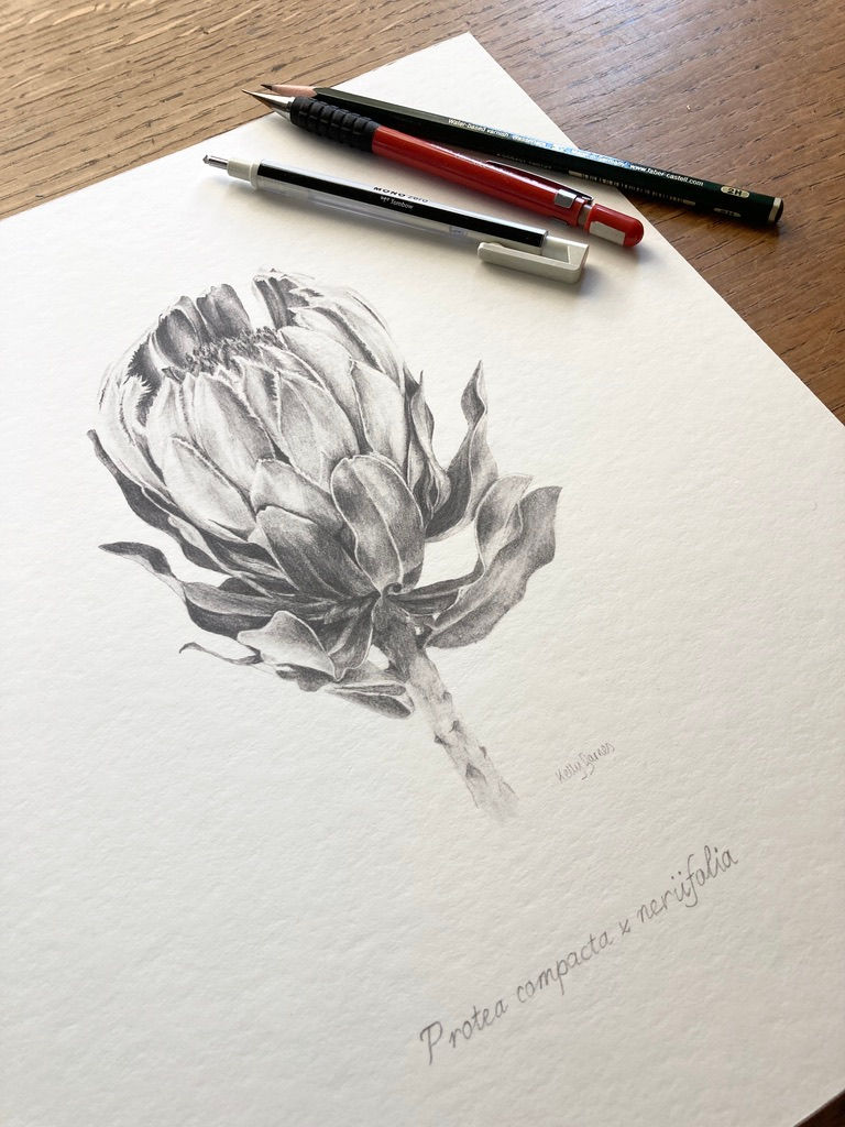 Thumbnail: Protea Carnival Botanical Drawing | Greeting Card