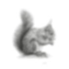 Pencil drawing of a red squirrel.
