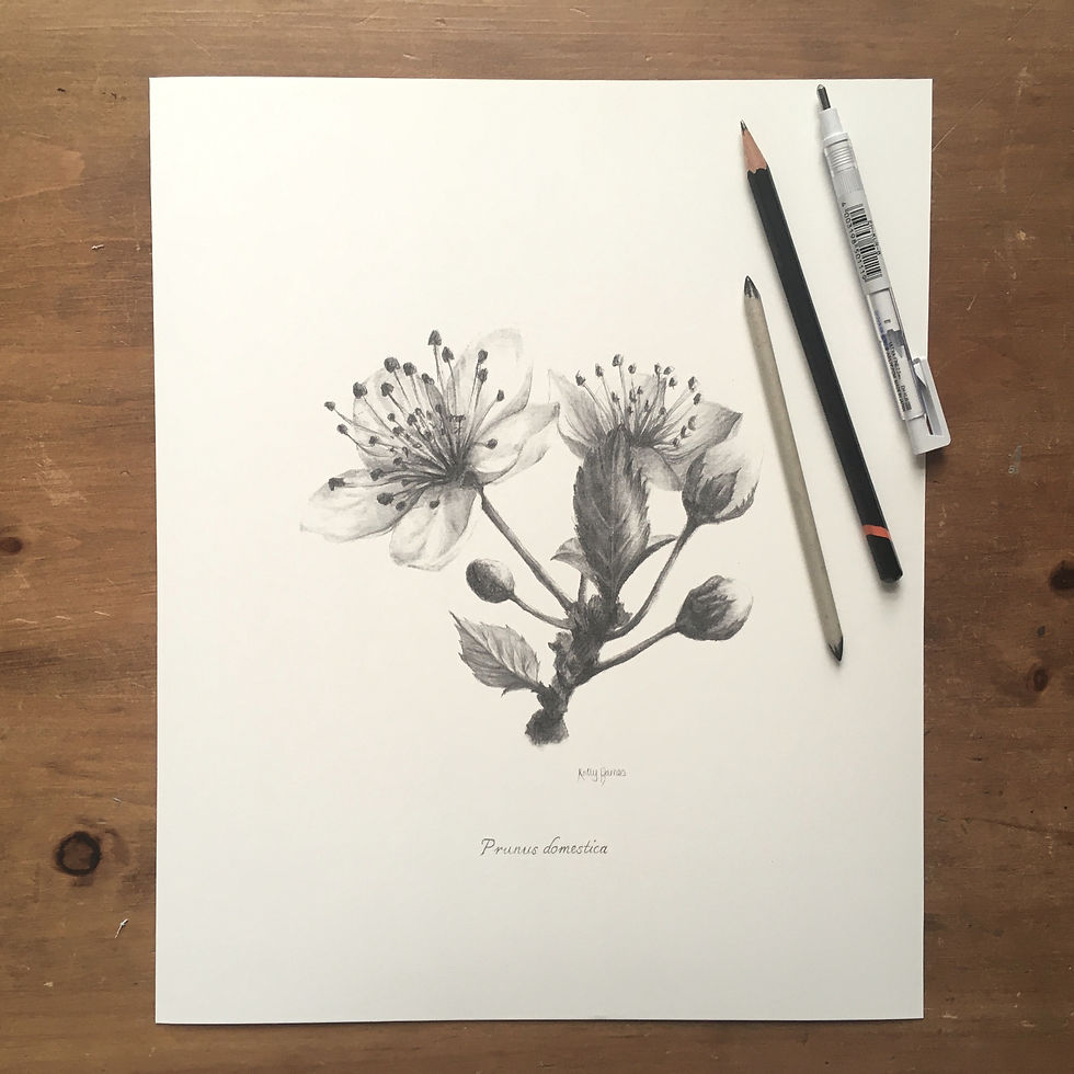Thumbnail: Plum Blossom Pencil Drawing | Digital Download