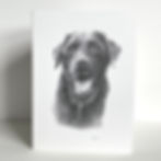 Pencil drawing of a brown Labrador on a greeting card.