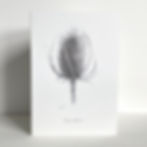 Pencil drawing of teasel on a greeting card.